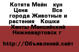 Котята Мейн - кун › Цена ­ 19 000 - Все города Животные и растения » Кошки   . Ханты-Мансийский,Нижневартовск г.